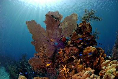 Reef Scene