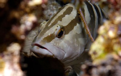 Nassau Grouper