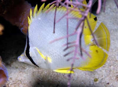 Spotfin Butterflyfish