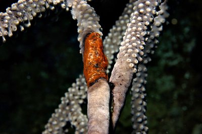 wounded Sea Rod