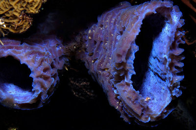 Azure Vase Sponge