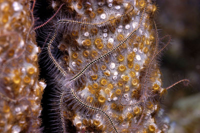 Brittle Star