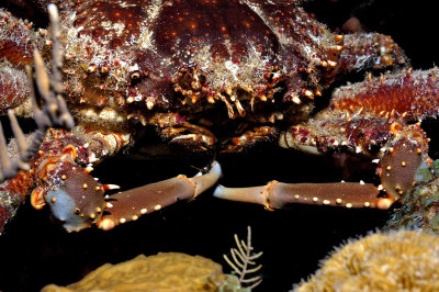 Channel Clinging Crab