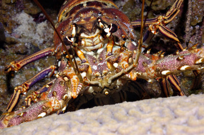 Lobster