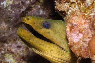 Green Moray