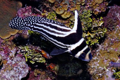 Spotted Drum