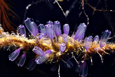 Painted Tunicates