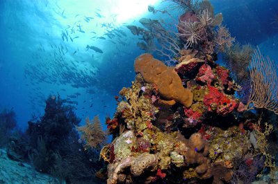 Reef Scene