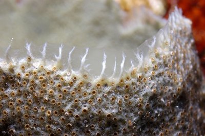 Sponge