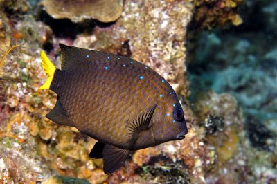 Yellowtail Damselfish