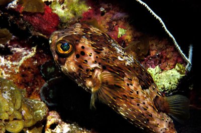 Balloonfish