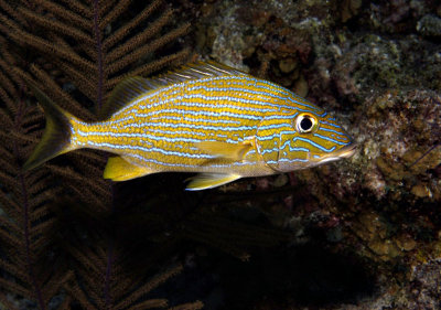 Bluestriped Grunt
