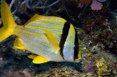Porkfish