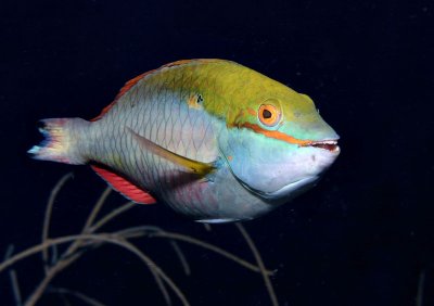Redband Parrotfish