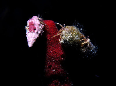 Hermit Crabs