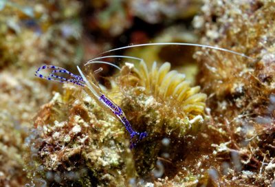 Pederson Cleaner Shrimp