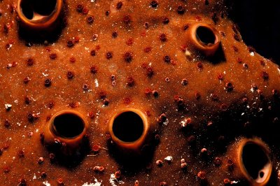 Sponge