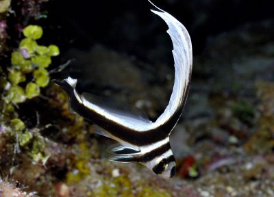 Spotted Drum juvenile