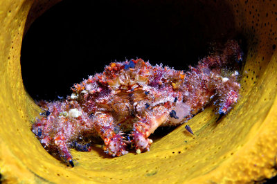 Decorator Crab