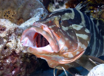 Nassau Grouper