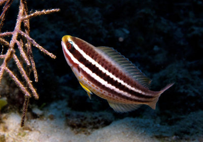 Striped Parrotfish juvenile