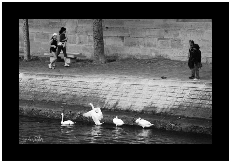 Cygnes avant  coureurs.