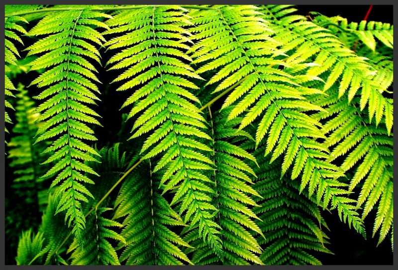 Fern.