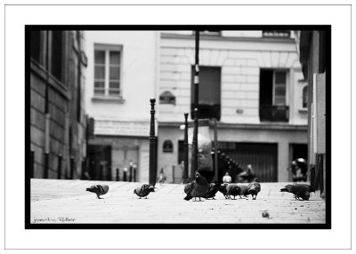 Pigeons of Paris.