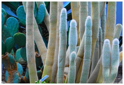 Cactus erectus.