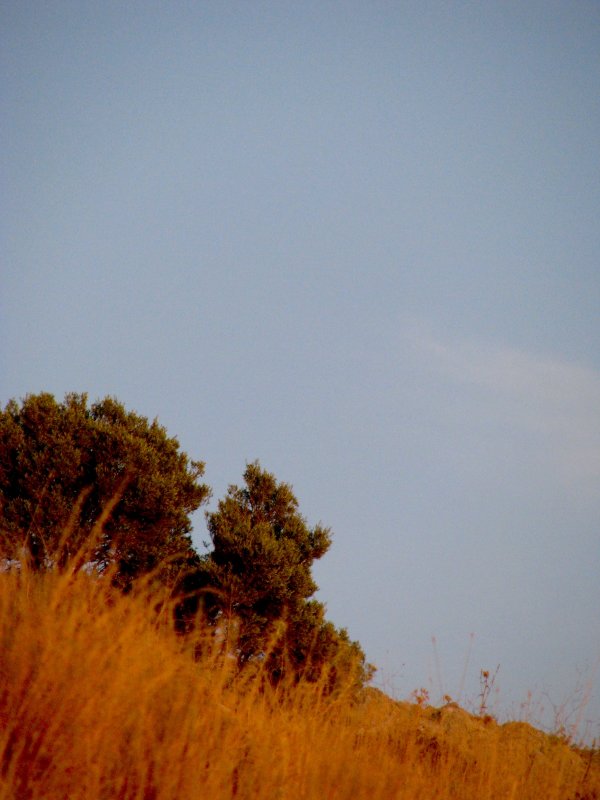 Tree Face profile