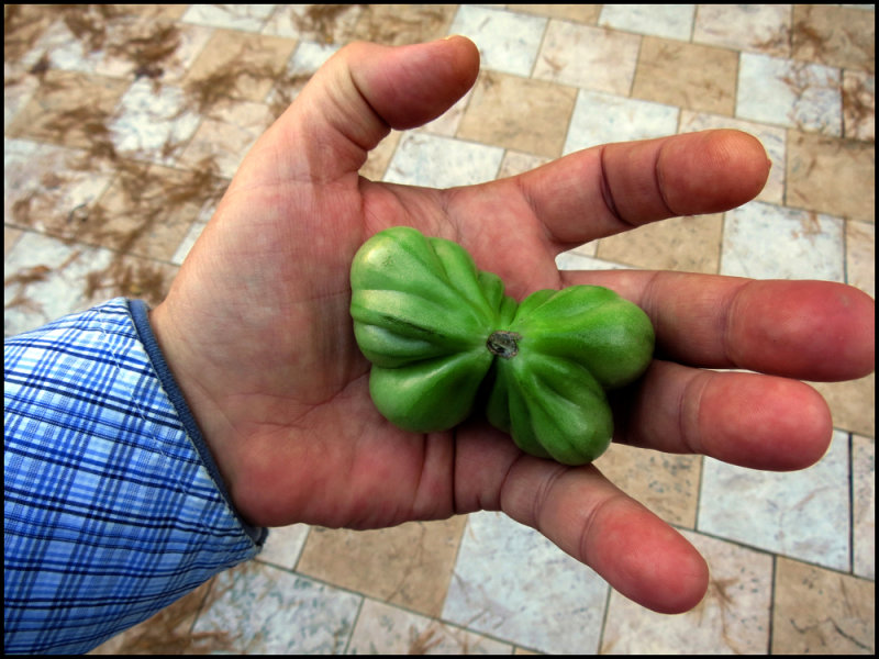 butterfly tomato 1a.jpg