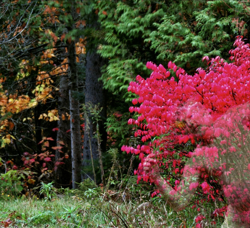 a muse in the fall drizzle 1asma.jpg