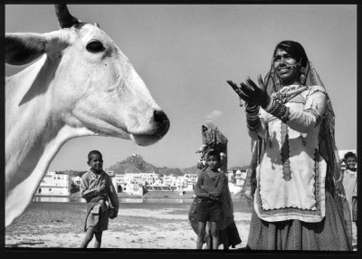 HoLy * CoW !!! A portrait of India from an UDderLY different perspective.