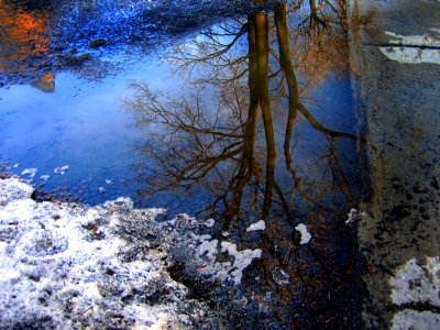 reflectiontree.jpg