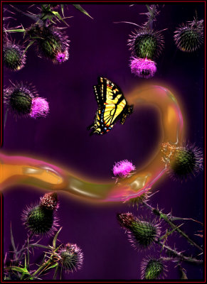 butterfly.jpg copy
