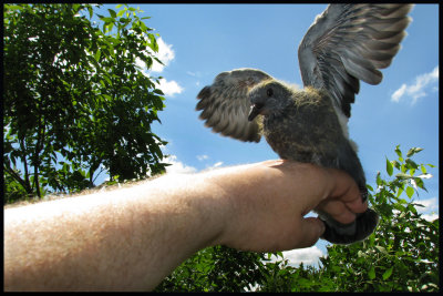 My Pigeons 1st. Flight Lesson.jpg