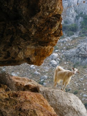 Stone shepherd & goat