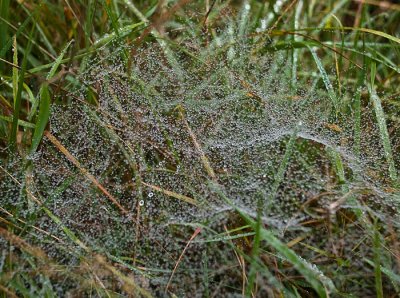 07_Oct_2008<br>Wet Cobweb