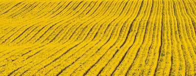 06_Apr_09Yellow Ground