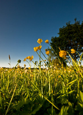 01_July_09Lazing in the Buttercups