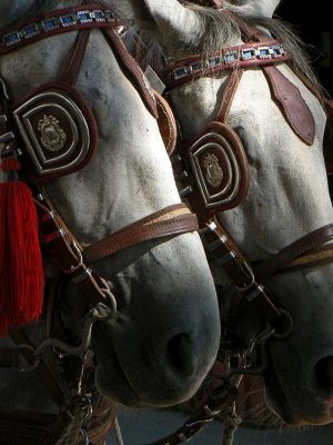 18_Sep_09-02 -Novigrad Horses