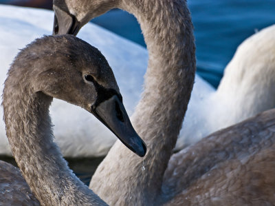 14_Oct_09 Swan-necks