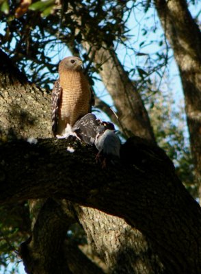 Feb_18_08_001  Texas Hawk