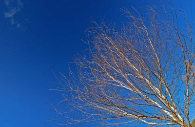 05_Mar_08Birch'n'Blue Sky