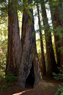 Coastal redwoods