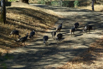 Let's get the Flock outta here
