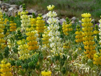 Spring wildflowers