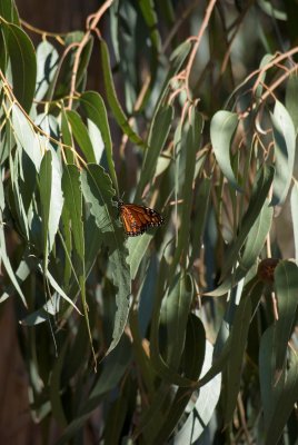 Lone Monarch