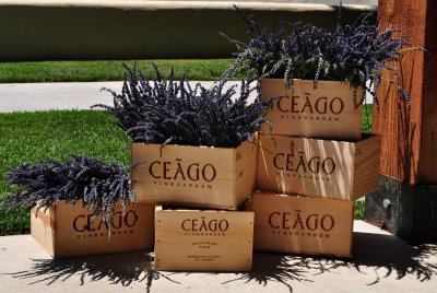 Fresh lavender