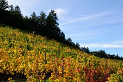 Pine Ridge Fall 2010
